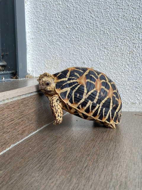 Indian Star Tortoise - Tortoise Reptile