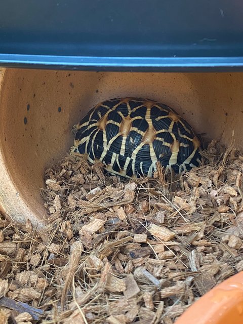 Indian Star Tortoise - Tortoise Reptile