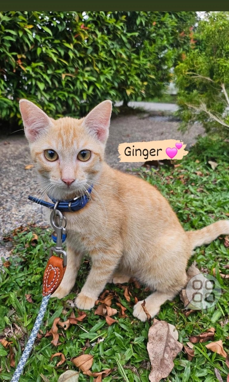 Ginger (Male-neutered) - Domestic Short Hair Cat