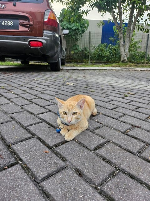 Ginger (Male-neutered) - Domestic Short Hair Cat