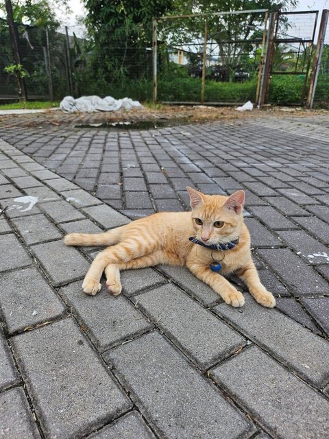 Ginger (Male-neutered) - Domestic Short Hair Cat