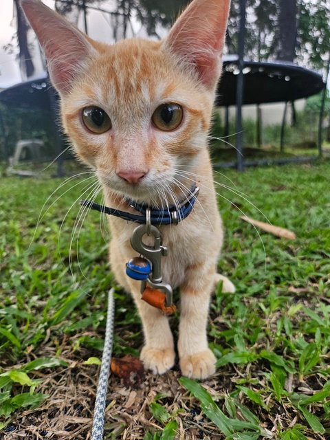 Ginger (Male-neutered) - Domestic Short Hair Cat