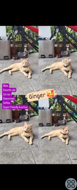 Ginger (Male-neutered) - Domestic Short Hair Cat