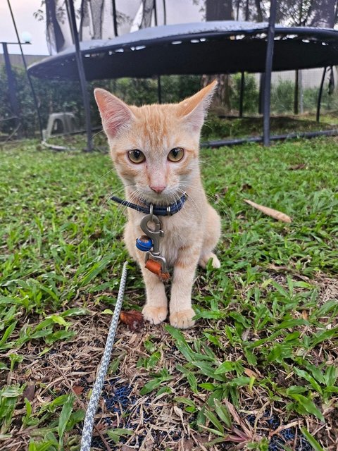 Ginger (Male-neutered) - Domestic Short Hair Cat