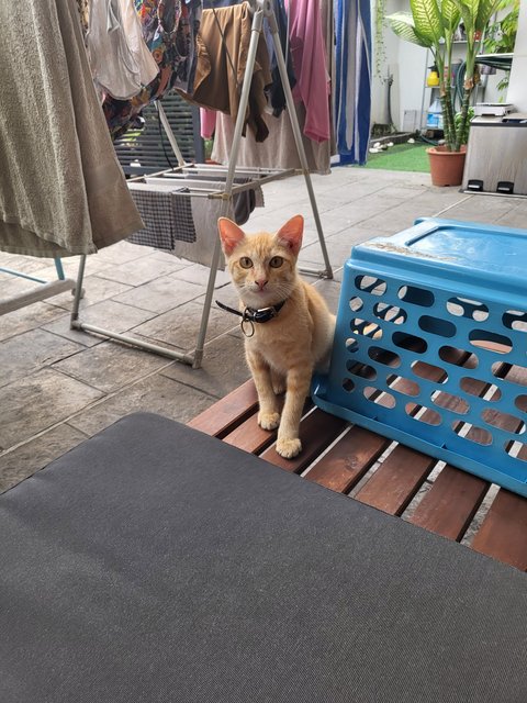 Ginger (Male-neutered) - Domestic Short Hair Cat