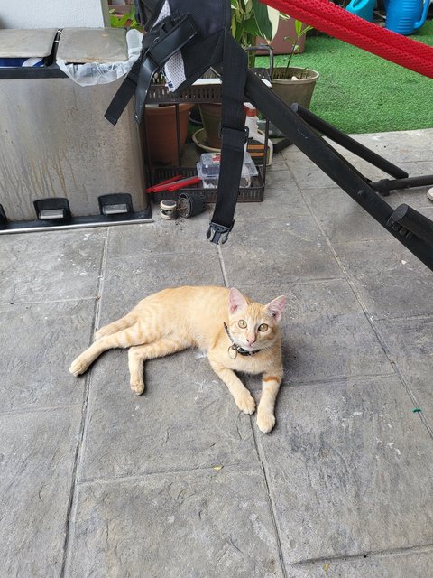 Ginger (Male-neutered) - Domestic Short Hair Cat