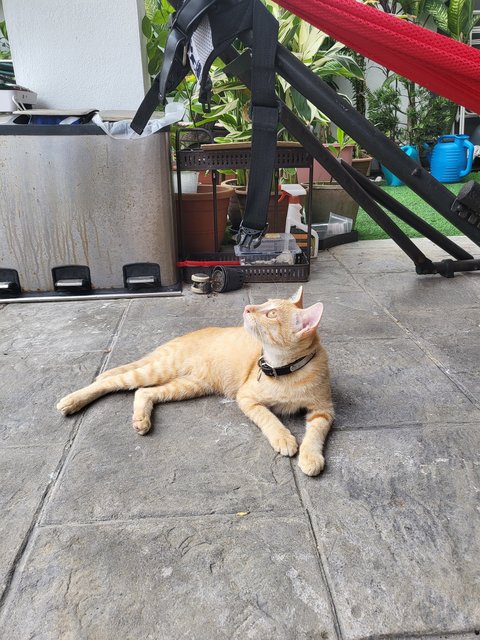 Ginger (Male-neutered) - Domestic Short Hair Cat