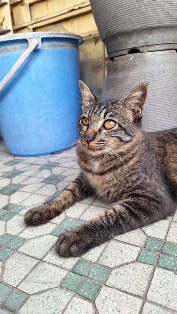 Mocha - Domestic Medium Hair Cat