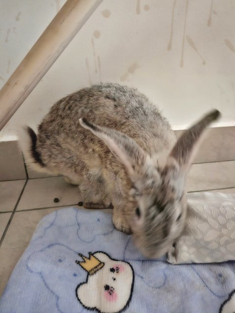 Fluffy - Chinchilla Rabbit