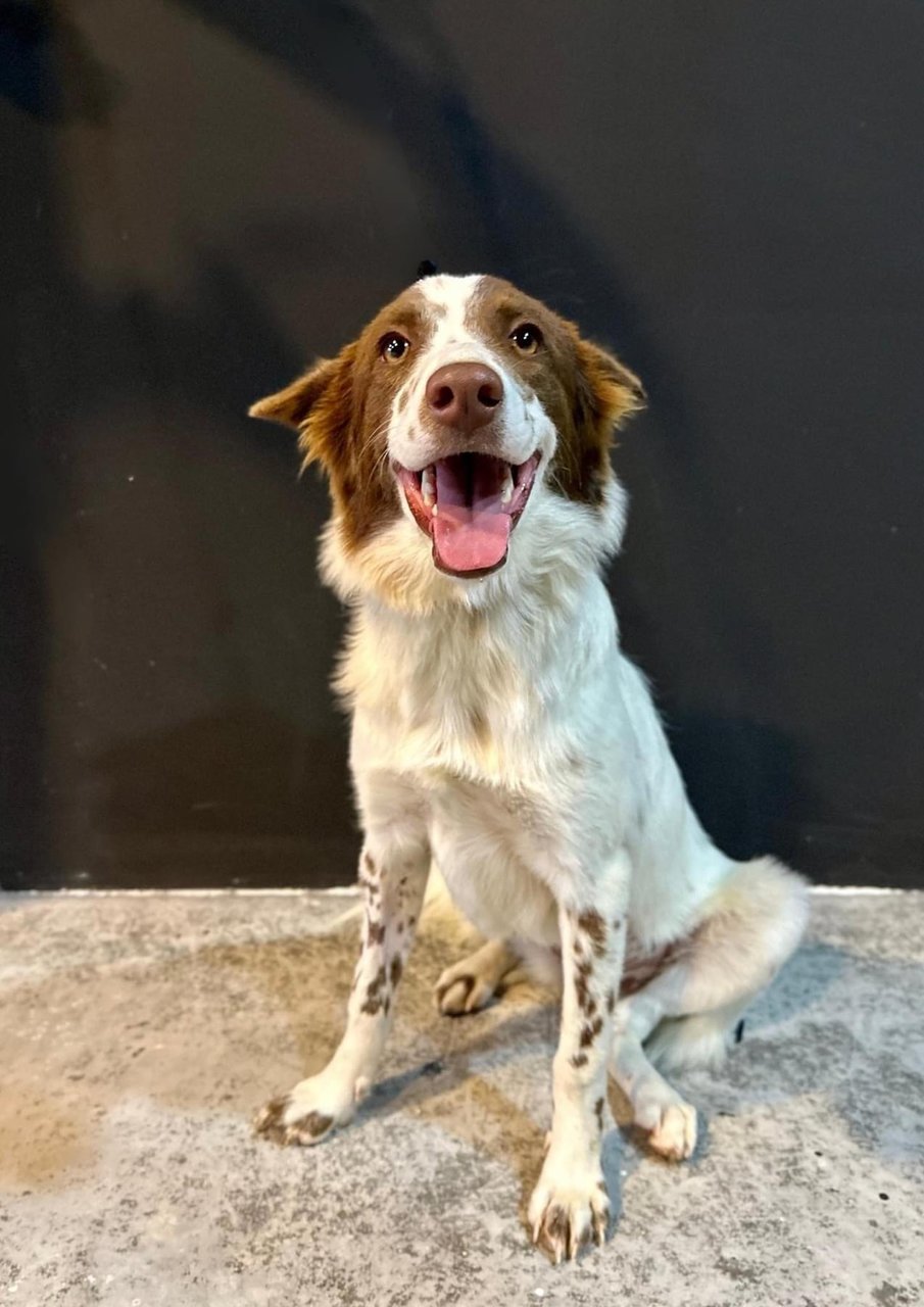 Skye - Border Collie Dog