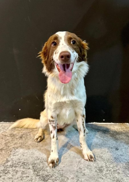 Skye - Border Collie Dog