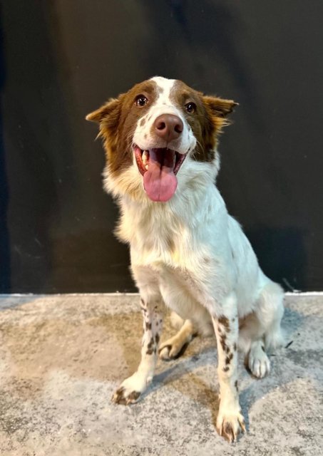 Skye - Border Collie Dog