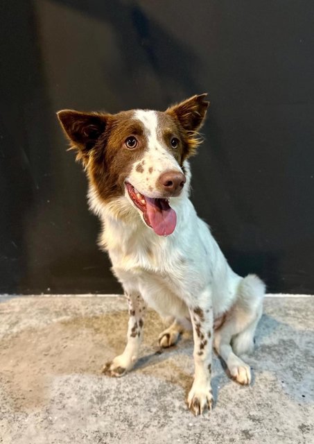 Skye - Border Collie Dog