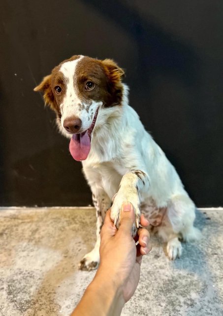 Skye - Border Collie Dog