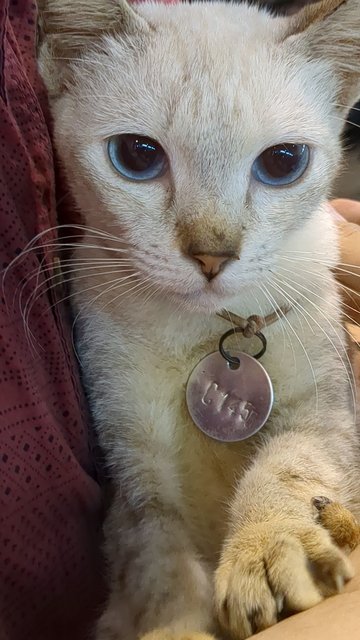 I am blue eyes and this was me in shelter on my adoption day 