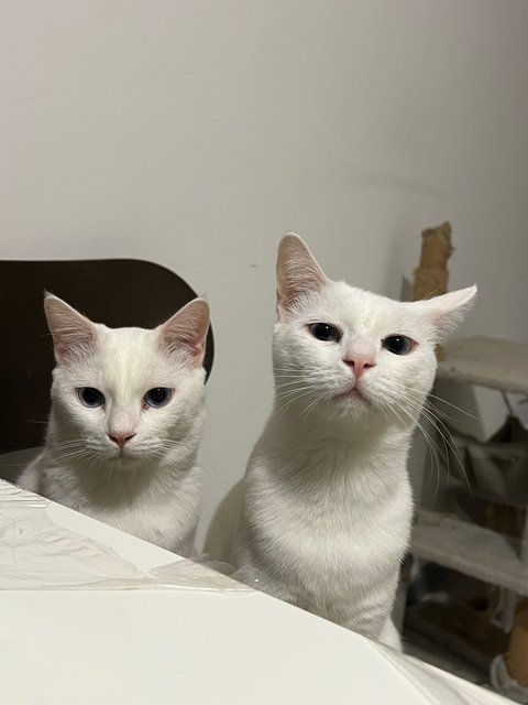 Snowy And Milky - Domestic Short Hair Cat