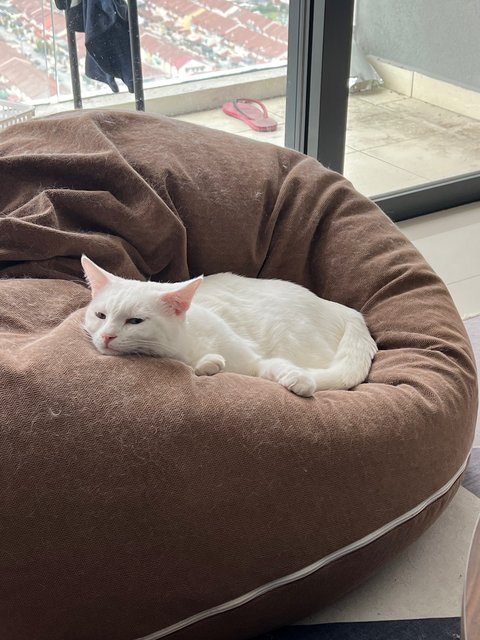 Snowy And Milky - Domestic Short Hair Cat