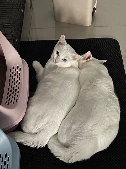 Snowy And Milky - Domestic Short Hair Cat