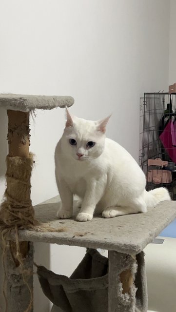 Snowy And Milky - Domestic Short Hair Cat