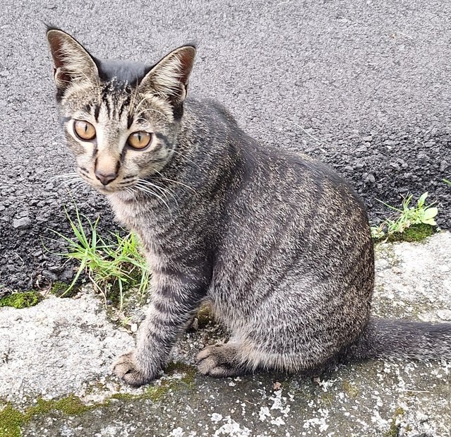 Coca - Domestic Short Hair Cat