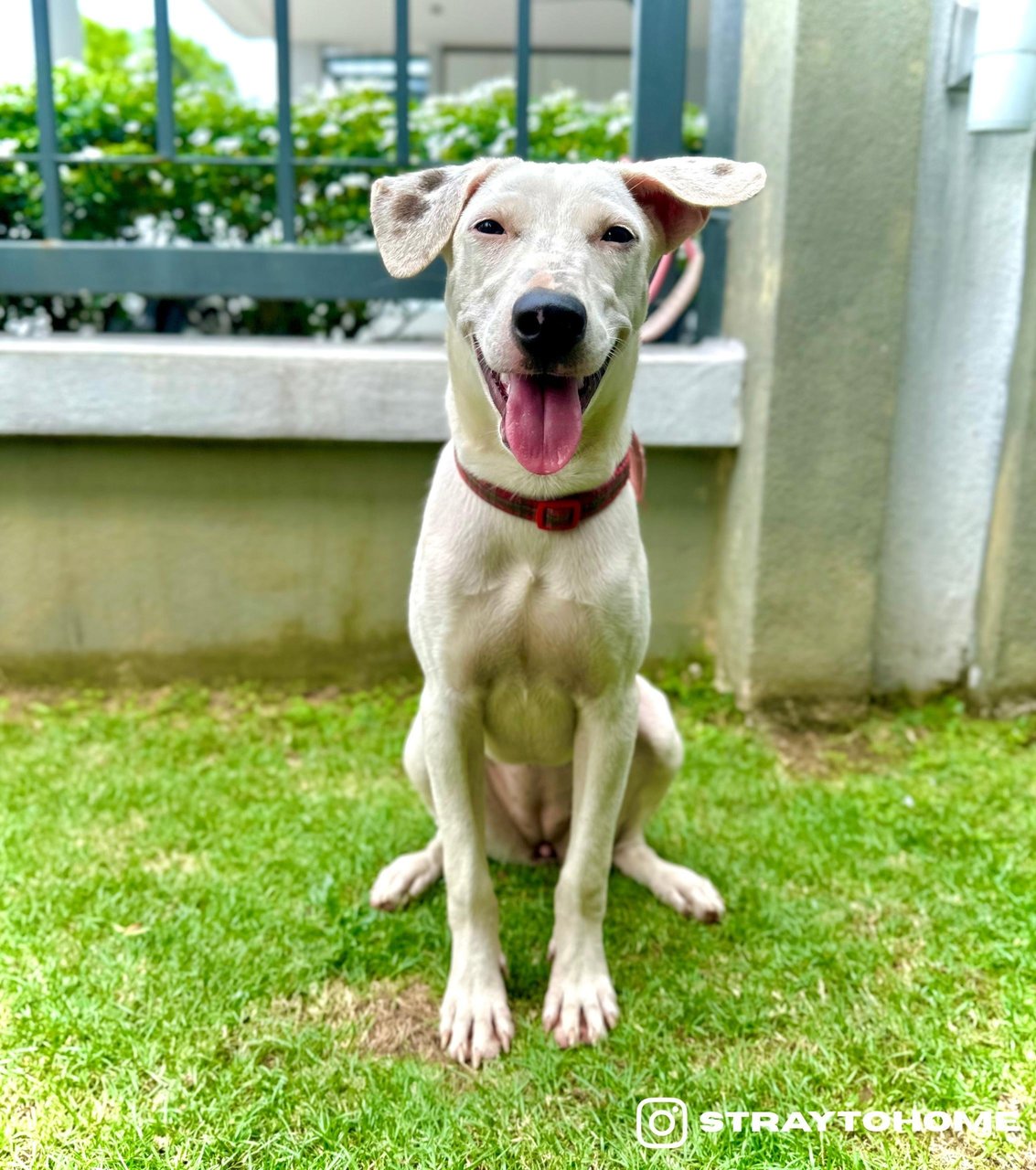 Snowie - Mixed Breed Dog