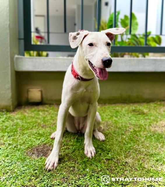 Snowie - Mixed Breed Dog