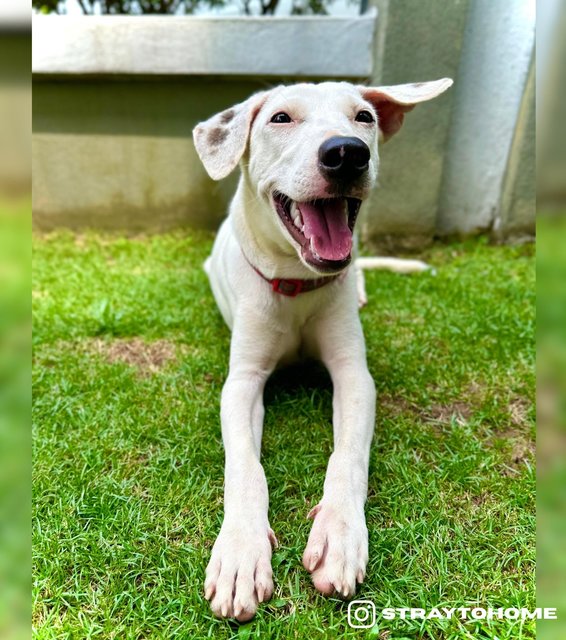 Snowie - Mixed Breed Dog