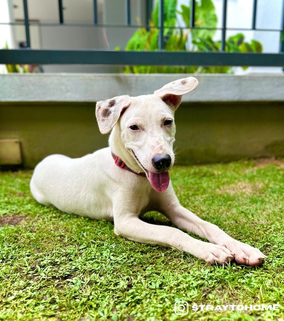 Snowie - Mixed Breed Dog