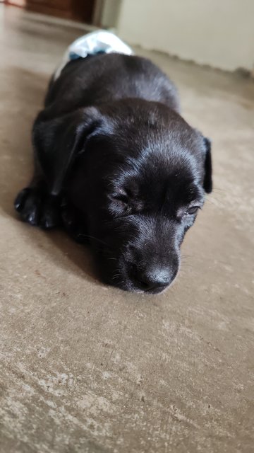 Goofy - Mixed Breed Dog