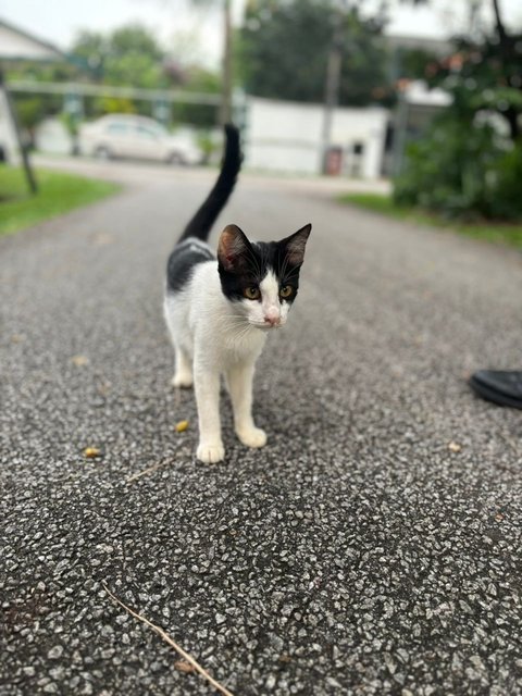 Tommy - Domestic Short Hair Cat