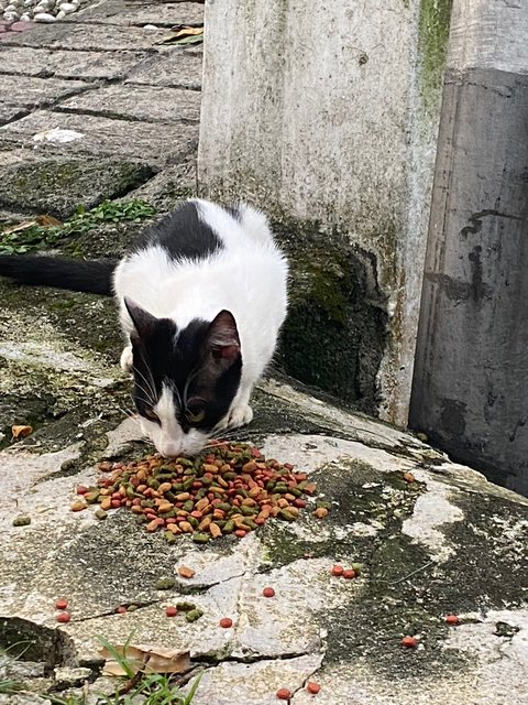 Tommy - Domestic Short Hair Cat