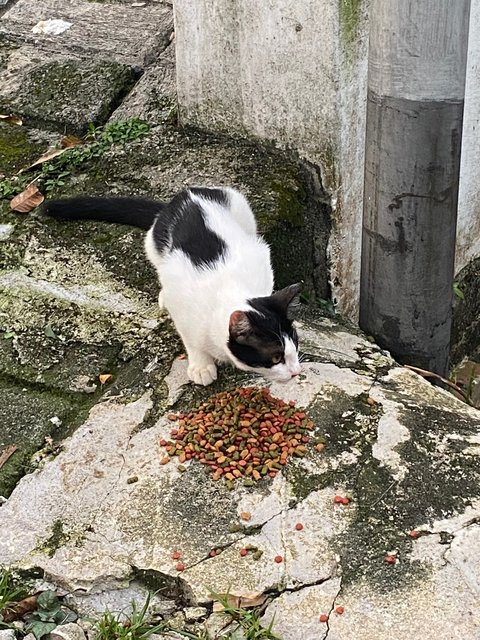 Tommy - Domestic Short Hair Cat