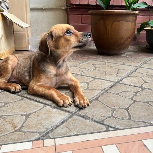 Scooby  - Rhodesian Ridgeback Mix Dog