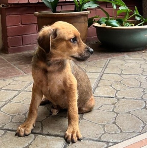 Scooby  - Rhodesian Ridgeback Mix Dog