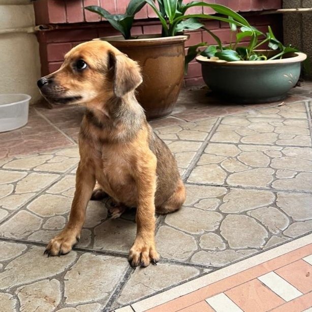 Scooby  - Rhodesian Ridgeback Mix Dog