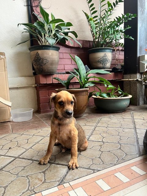 Scooby  - Rhodesian Ridgeback Mix Dog