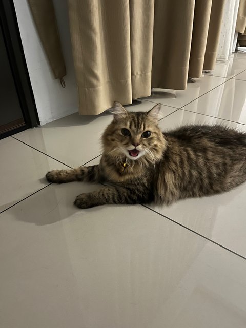 Gendut - Domestic Medium Hair + Persian Cat