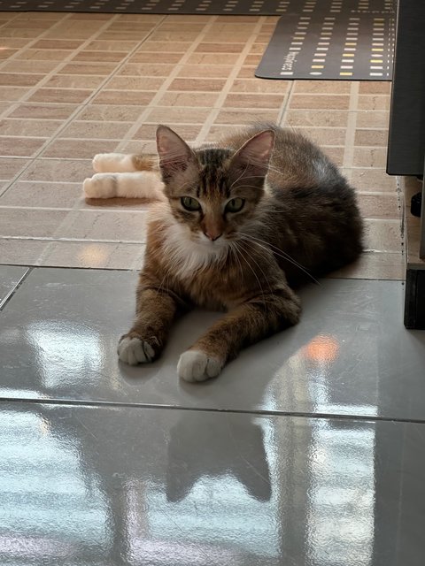 Daisy - Domestic Medium Hair Cat