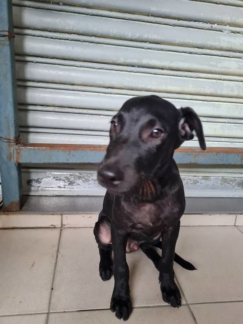 Josh (Mh) - Mixed Breed Dog