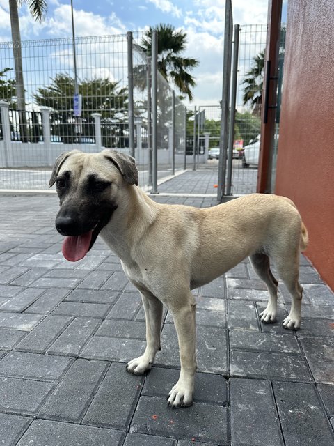 Joy - Black Mouth Cur Dog