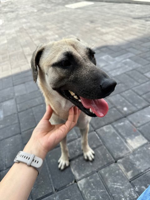 Joy - Black Mouth Cur Dog