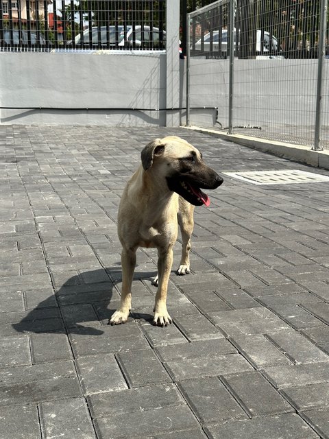 Joy - Black Mouth Cur Dog