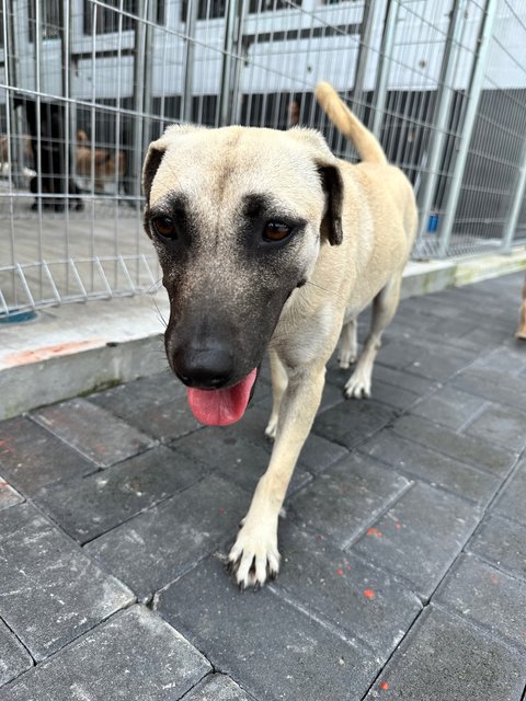 Joy - Black Mouth Cur Dog