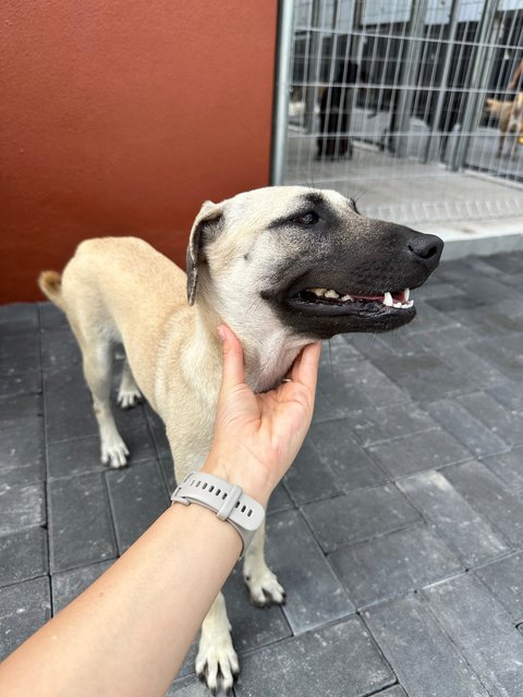 Joy - Black Mouth Cur Dog