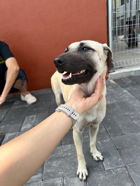 Joy - Black Mouth Cur Dog