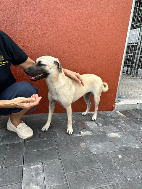 Joy - Black Mouth Cur Dog