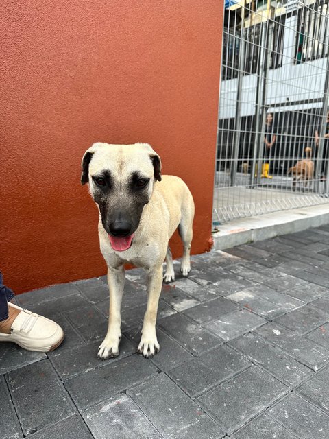 Joy - Black Mouth Cur Dog