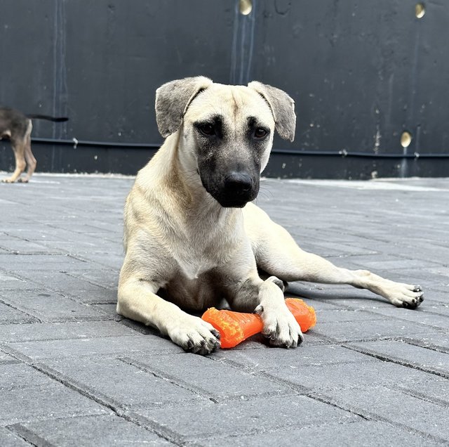 Joy - Black Mouth Cur Dog