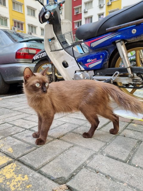 Amy - Balinese Cat