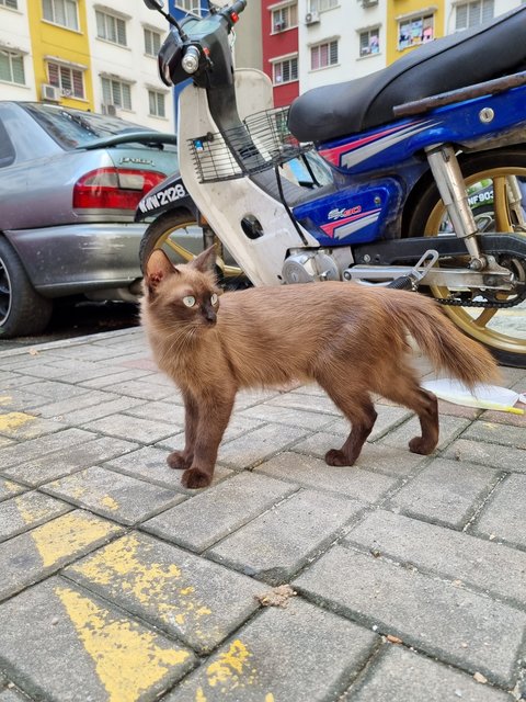 Amy - Balinese Cat